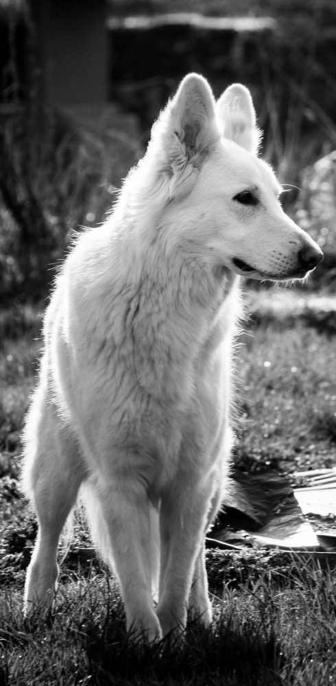 IMG_7068 IMG_7068