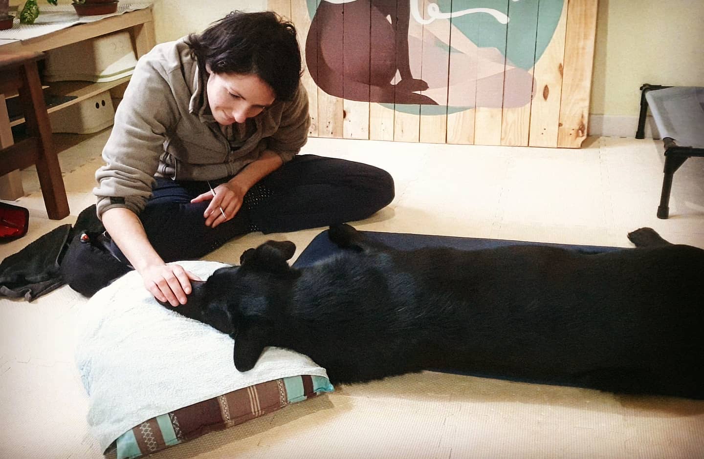 Vulcain se faisant nettoyer les dents en soins coopératifs