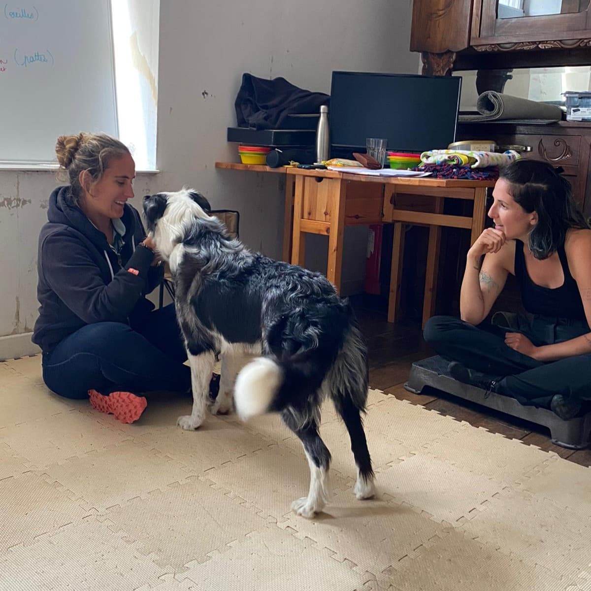 Céline guidant une de ses élèves avec son Border Collie