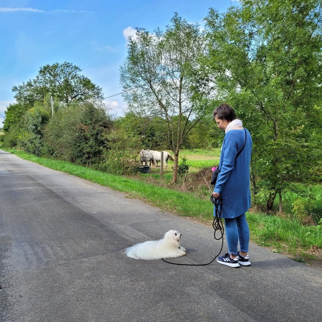 Une des élèves de Céline avec son Coton de Tuléar calmement couché à proximité de chevaux