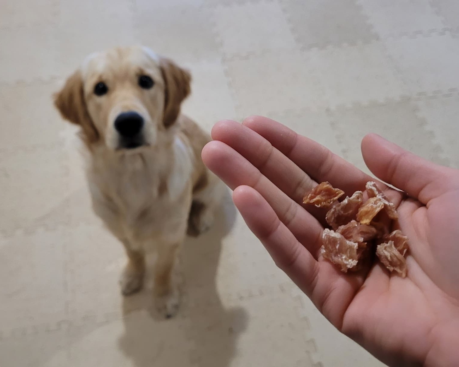 Rune regardant ma main qui tient des friandises, sans grand attrait