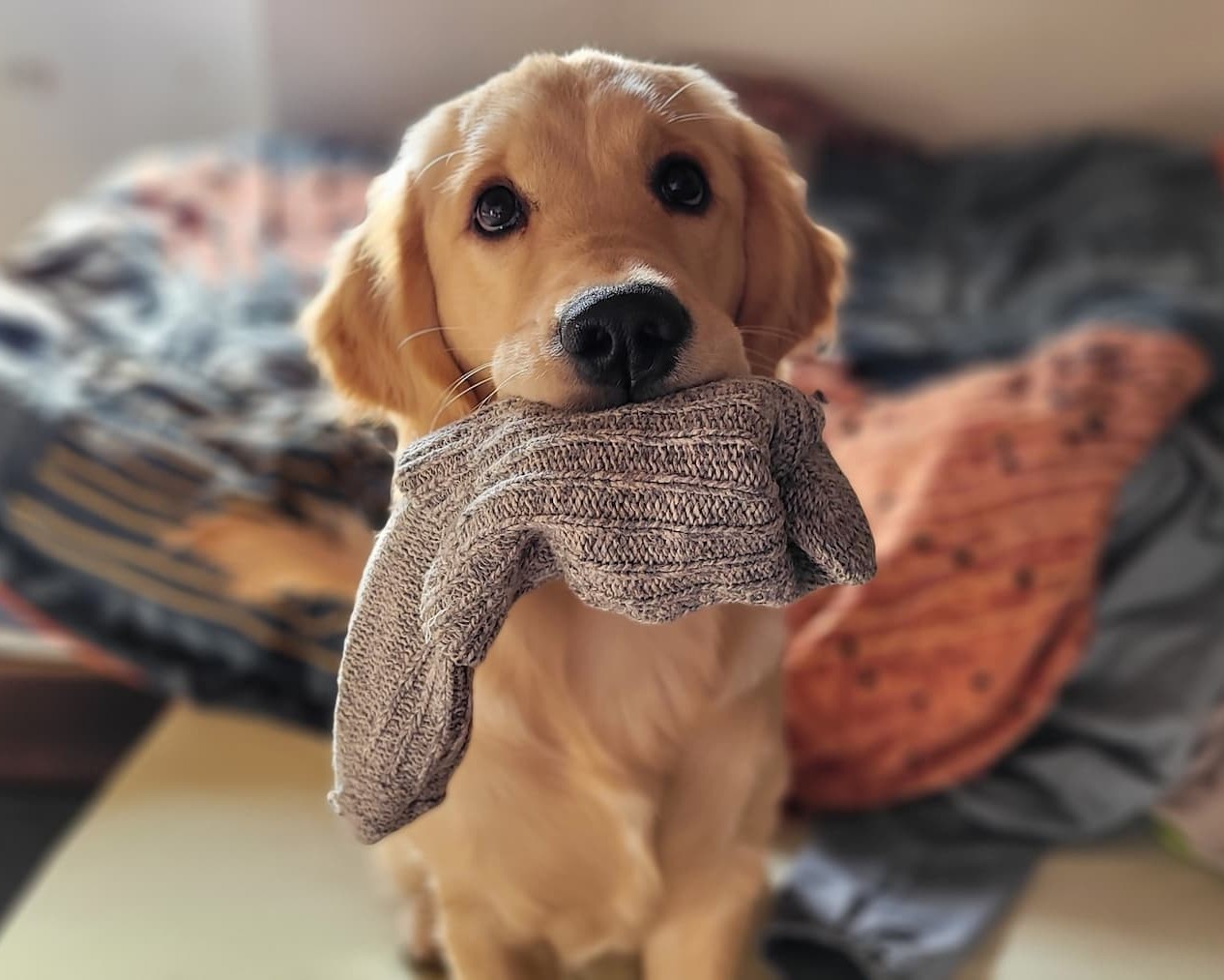 Rune tenant une chaussette en gueule