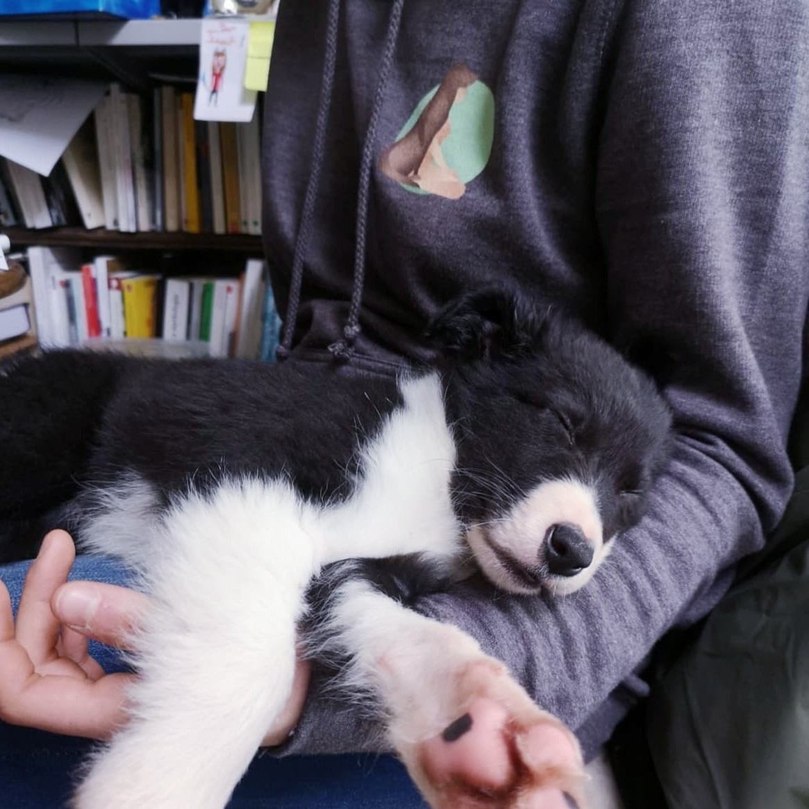 Chiot Border Collie d'une cliente dormant dans les bras de Céline pendant son bilan