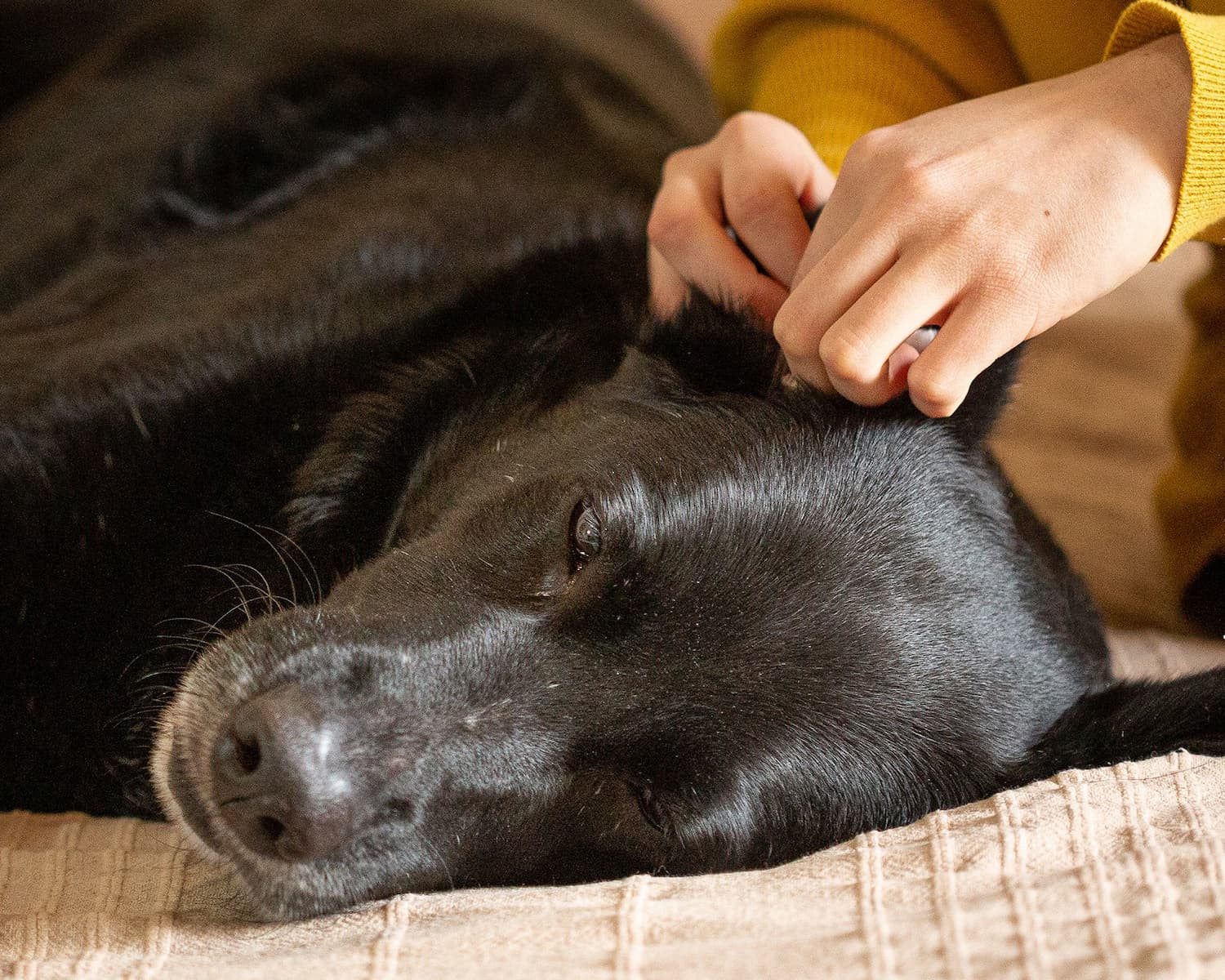 Vulcain qui se fait manipuler les oreilles sereinement, couché sur une serviette