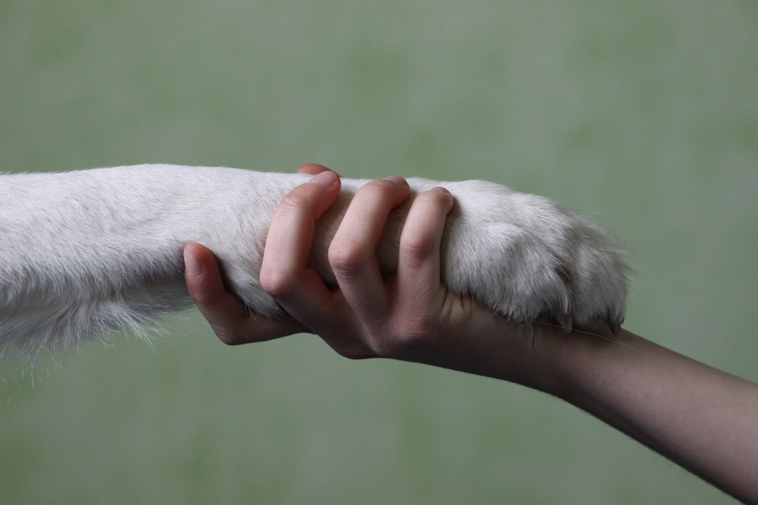La patte de Laska tenue doucement dans la main de Céline