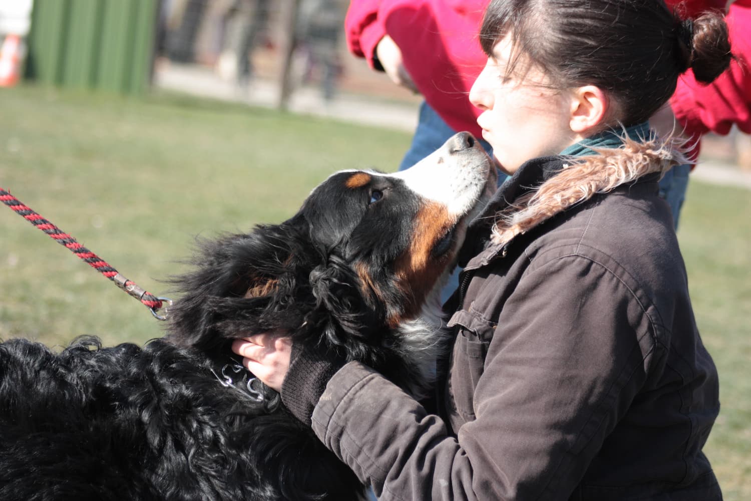 Céline saluant joyeusement un Bouvier Bernois qui venait au club
